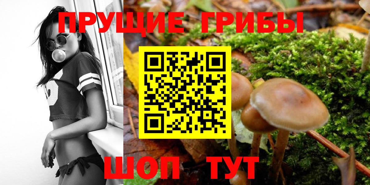наркошоп  Галлюциногенные грибы MAGIC MUSHROOMS  Кудрово  Вход с VPN  Псилоцибиновые грибы Cubensis 